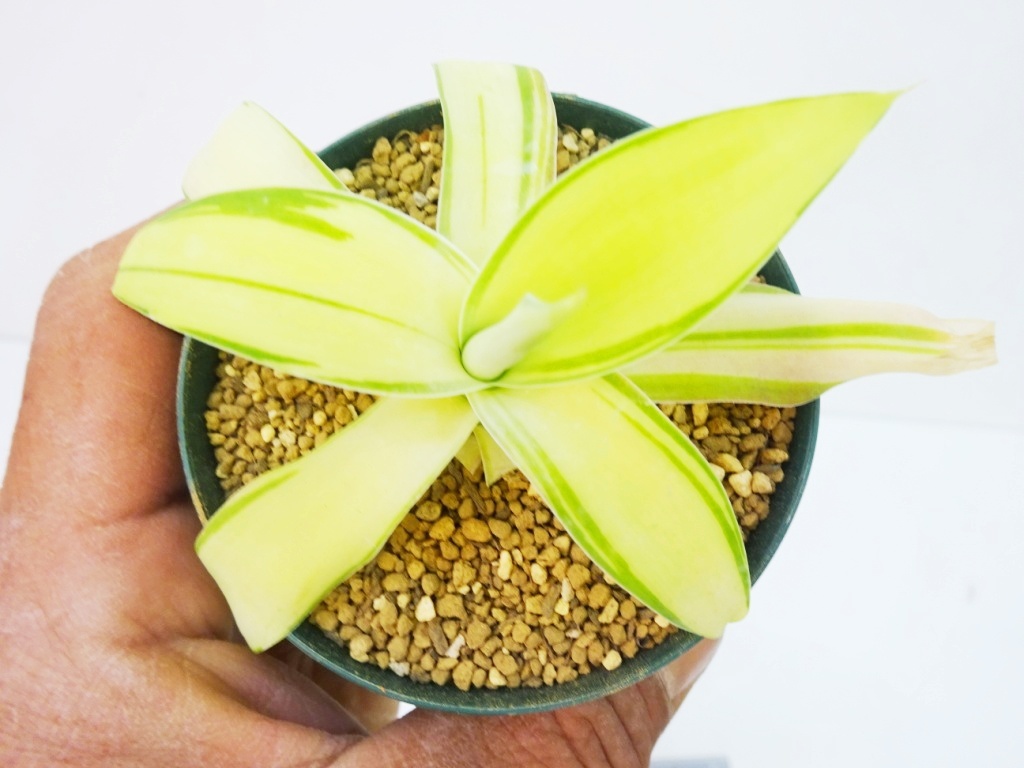 Yahoo!オークション -「アガベ アテナータ」(その他) (観葉植物)の落札
