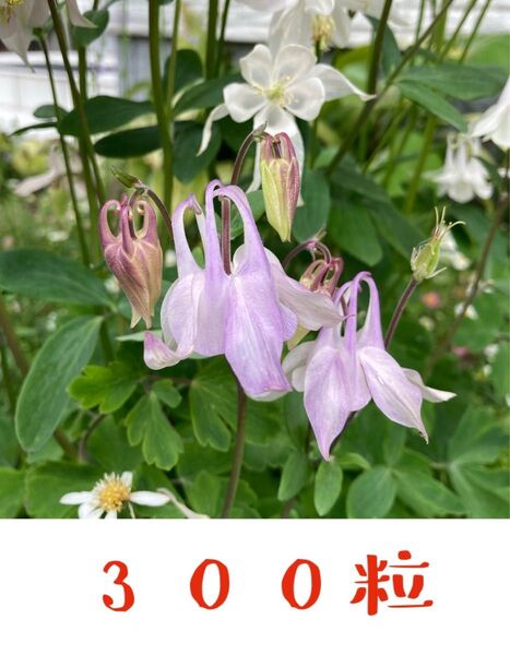 【採りたて!】オダマキ 種 300粒 薄ピンク