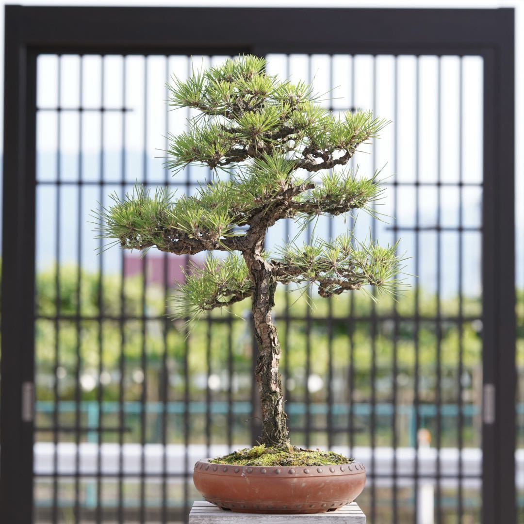 ヤフオク! -「黒松盆栽」の落札相場・落札価格