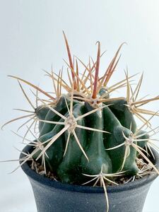 ferocactus hyb フェロカクタス 交配種 ハイブリッド 実生 　抜き苗は送料込◎ 赤刺　サボテン　フェロ