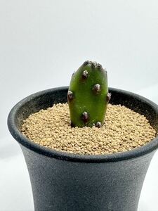 オプンチア 墨コケシ Opuntia canterai 団扇　ウチワサボテン　抜き苗は送料込　サボテン　多肉植物