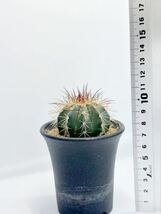 Melocactus conoideus メロカクタス コノイデウス　ブラジル現地では絶滅寸前のサボテン 極希少　特選 実生株　ブラジル原産_画像7