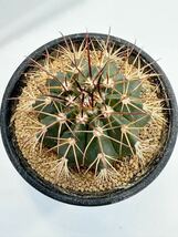 Melocactus conoideus メロカクタス コノイデウス　ブラジル現地では絶滅寸前のサボテン 極希少　特選 実生株　ブラジル原産_画像3