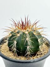 Melocactus conoideus メロカクタス コノイデウス　ブラジル現地では絶滅寸前のサボテン 極希少　特選 実生株　ブラジル原産_画像2