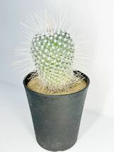 長刺白珠丸 Mammillaria geminispina v. マミラリア 白刺　長刺　選別株　抜き苗は送料込◎サボテン　メキシコ原産_画像7