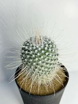 長刺白珠丸 Mammillaria geminispina v. マミラリア 白刺　長刺　選別株　抜き苗は送料込◎サボテン　メキシコ原産_画像4