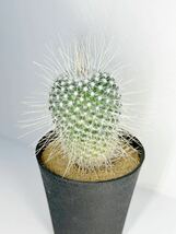 長刺白珠丸 Mammillaria geminispina v. マミラリア 白刺　長刺　選別株　抜き苗は送料込◎サボテン　メキシコ原産_画像5