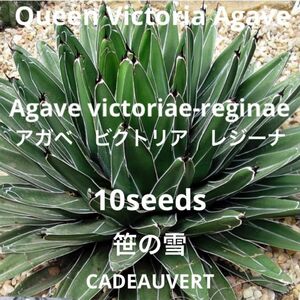 アガベビクトリアレジーナAgave victoriae-reginae種子10粒