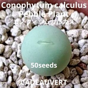 コノフィツム カルキュルス 翡翠玉★Conophytum 種子50粒