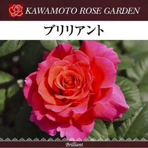 送料無料　ブリリアント6号鉢大苗予約　　鉢植え バラ 薔薇 河本バラ園 大苗