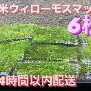 南米ウィローモスマット6枚セット　6cm×4cm 6枚　南米ウィローモス　無農薬　そのまま使用可能です