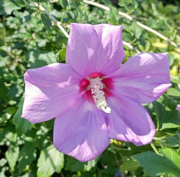 木槿 ムクゲ ③ 茶花