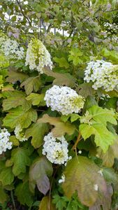 柏葉紫陽花 カシワバ アジサイ 大苗 茶花植物一般