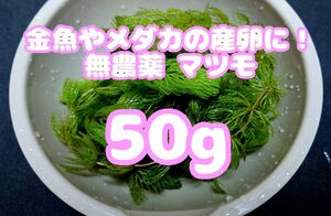 メダカの産卵床や金魚の餌に！マツモ(水草)約50g