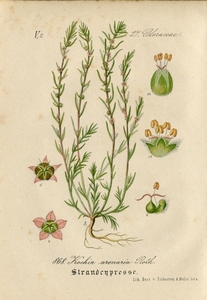 1882年 ドイツの植物 多色石版画 ヒユ科 バッシア属 ホウキギ 2枚 コキア 箒木 ホウキグサ