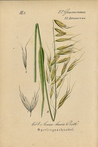 1884年 ドイツの植物 多色石版画 イネ科 カラスムギ属 Avena 5枚 エンバク ハダカエンバク オニカラスムギ