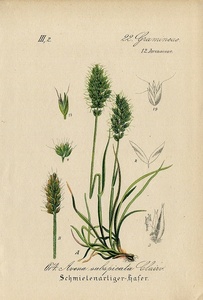 1884年 ドイツの植物 多色石版画 イネ科 カニツリグサ属 ヌカススキ属 5枚 リシリカニツリ ヌカススキ ハナヌカススキ