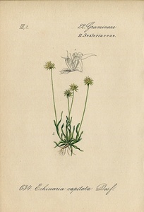 1884年 ドイツの植物 多色石版画 イネ科 エキナリア属 セスレリア属 プシラテラ属など5枚 ブルームーアグラス オータムムーアグラス