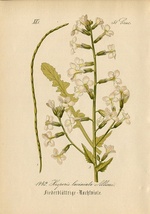 1880年 ドイツの植物 多色石版画 アブラナ科 ハナダイコン属 マルコルミア属など5枚 ハナダイコン バージニアストック_画像7