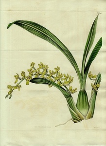 1815年 手彩色 銅版画 Curtis Botanical Magazine No.1748 大判 ラン科 ゴメサ属 GOMESA RECURVA