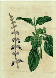 1819 year Curtis Botanical Magazine No.2036 large size shiso .kore light .PLECTRANTHUS FORSKOHLAEI