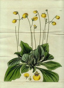 1828年 手彩色 銅版画 Curtis Botanical Magazine No.2805 カルセオラリア科 カルセオラリア属 キンチャクソウ CALCEOLARIA PLANTAGINEA