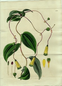 1828年 手彩色 銅版画 Curtis Botanical Magazine No.2848 ユリズイセン科 ボマレア属 ALSTROEMERIA OVATA