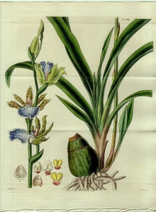 1827年 手彩色 銅版画 Curtis Botanical Magazine No.2748 ラン科 ジゴペタルム属 ZYGOPETALON MACKAII