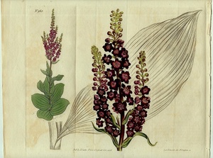 1806年 手彩色 銅版画 Curtis Botanical Magazine No.963 大判 シュロソウ科 シュロソウ属 VERATRUM NIGRUM