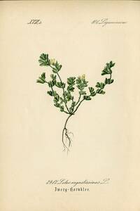 1880年 ドイツの植物 多色石版画 マメ科 ミヤコグサ属 シャジクソウ属 エニシダ属 ドリクニウム属など5枚