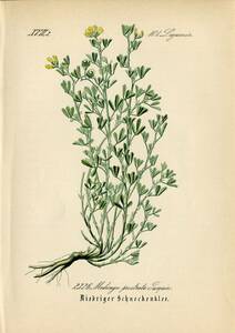 1880年 ドイツの植物 多色石版画 マメ科 ウマゴヤシ属 ミヤコグサ属 シャジクソウ属 ハリモクシュク属 5枚
