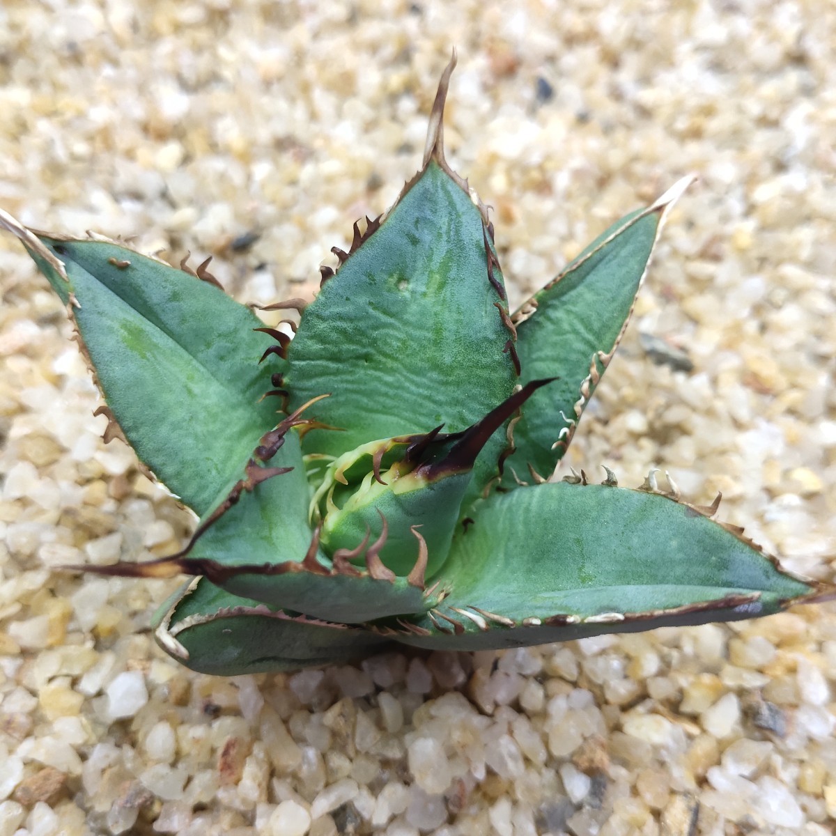 ヤフオク! -「rhino」(観葉植物) の落札相場・落札価格
