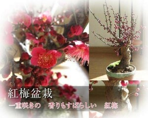 盆栽 観葉植物 人気 梅盆栽 紅梅 お花と香りが楽しめる 盆栽梅