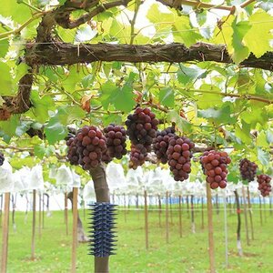  Fujiwara industry thousand .. go in prevention toge seat 45cm 2PCS family . rear gardening agriculture vermin . bird measures goods agriculture house fruit fruits grape grape muscat tree 