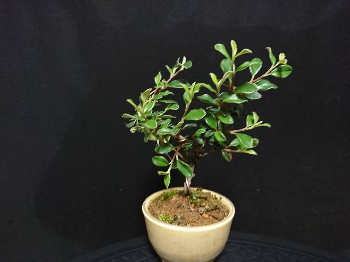 ヤフオク! -「黒檀」(盆栽) の落札相場・落札価格