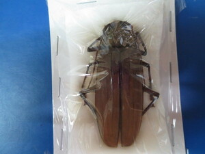 大特価！　学術昆虫標本　マレーシア産　カミキリムシ　７３ｍｍ　その１