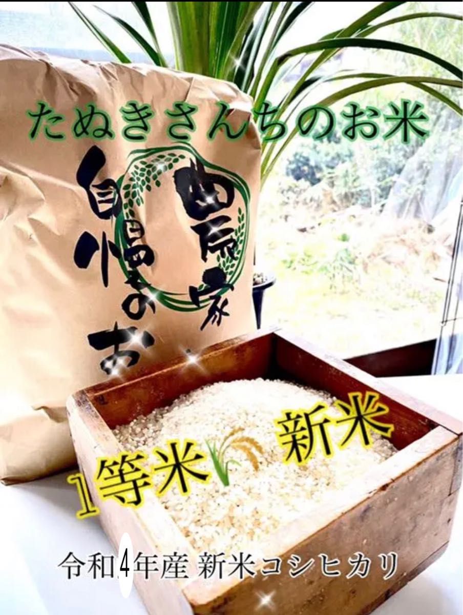 リアル 令和4年産 新潟米食べ比べ 特別栽培米新潟産ミルキークイーン