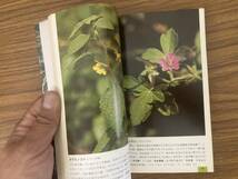 野草ハンドブック 2 夏の花 山と渓谷社 /39B_画像8