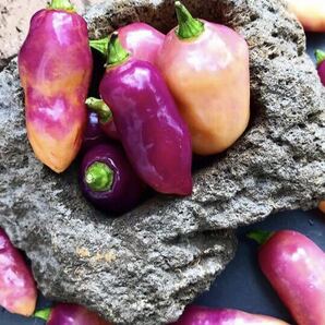RH Lilac Pepper アールエイチ ライラック ペッパー 枝、実、葉、語る必要がない美しい品種の画像10