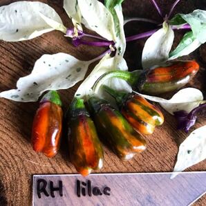 RH Lilac Pepper アールエイチ ライラック ペッパー 枝、実、葉、語る必要がない美しい品種の画像2