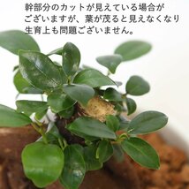 観葉植物 妖精がすむといわれている多幸の木 ガジュマル 5号 スクエアプラスチック鉢 【土の表面：竹炭タイプ】送料無料_画像9