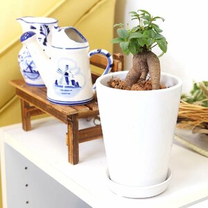 観葉植物 幸せを見守る樹 ガジュマル 4号 ホワイト陶器鉢 丸ロング １鉢 土の表面 ウッドチップ　送料無料