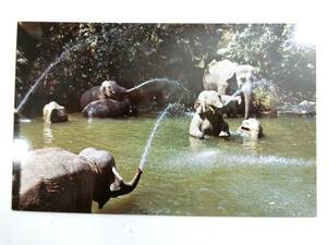 ◇長期保管品◇　ポストカード／ディズニーランド（アナハイム）ELEPHANT POOL 1980年