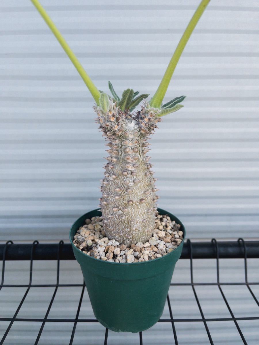 ヤフオク! -「パキポディウム タッキー」(その他) (観葉植物)の落札