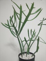 キシロピロイデス　ユーフォルビア　Euphorbia Xylophylloides　キシロビオイデス　ヘラサンゴ　観葉植物　多肉植物　サボテン　笹蟹丸_画像4