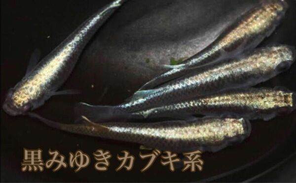 黒みゆきカブキ系メダカ卵20個+a めだか　幹之　鉄仮面