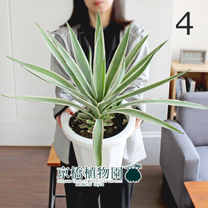 【現品】アガベ・ハクセンコウ（白閃光） 8号（4）Agave angustifolia v. marginata