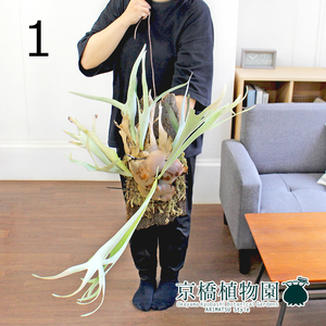 [ reality goods ] Platycerium / staghorn fern * beach cork attaching hanging lowering (1)Platycerium veitchii