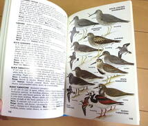 洋書 野鳥図鑑◆ Peterson Field Guide Western Birds ◆ Roger Tory Peterson ◆バードウォッチング　希少_画像3