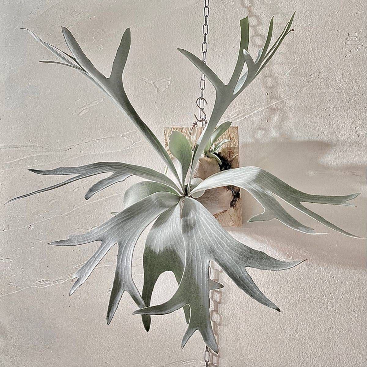 ヤフオク! -「white白」(ビカクシダ、コウモリラン) (観葉植物)の落札